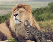 A large lion with a relaxed expression lies on the grass, while a smaller, striped domestic cat stands next to it, affectionately nuzzling the lion's face. The scene looks straight out of an ad for Whiskas cat food, against a backdrop of green, natural landscape.