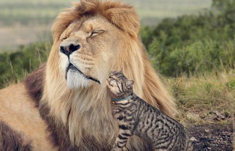 A large lion with a relaxed expression lies on the grass, while a smaller, striped domestic cat stands next to it, affectionately nuzzling the lion's face. The scene looks straight out of an ad for Whiskas cat food, against a backdrop of green, natural landscape.